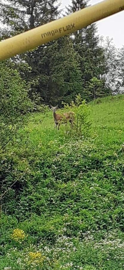 Pensiunea Tora Vatra Dornei Zewnętrze zdjęcie